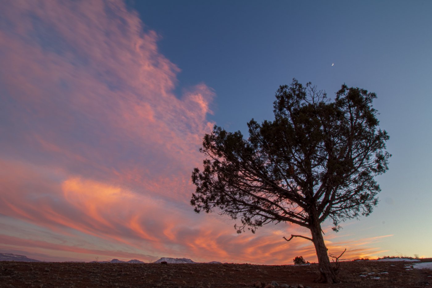 Heart Tree at sunset <3